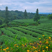 大地指纹