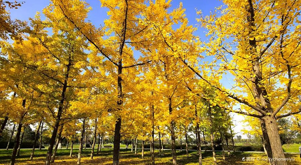 红螺寺-红叶林区