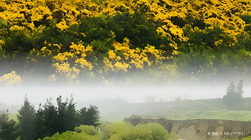 太平洋海岸观光火车