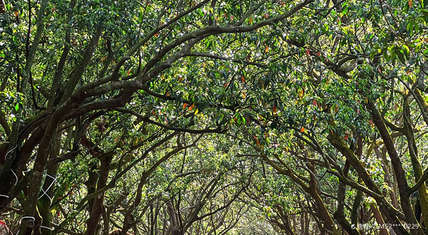 海口冯塘绿园民宿