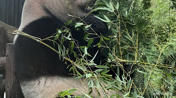 上海动物园-大熊猫馆