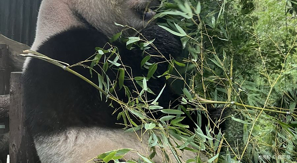 上海动物园-大熊猫馆