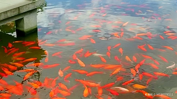 红鱼池