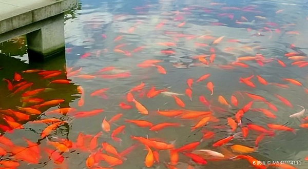 红鱼池