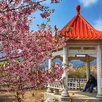 清流赖坊樱花园