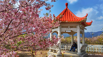 清流赖坊樱花园