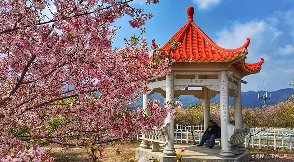 清流赖坊樱花园