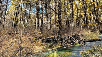 白狼镇鹿村旅游区