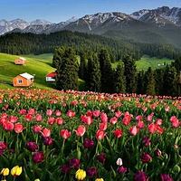 江布拉克花海子