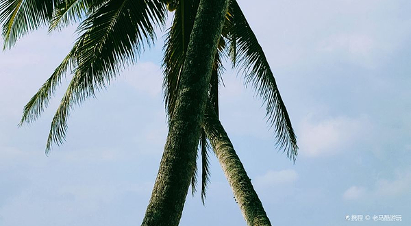 椰林湾沙滩