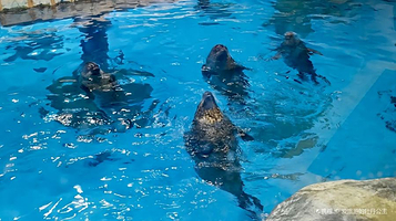 海洋公园冰极天地