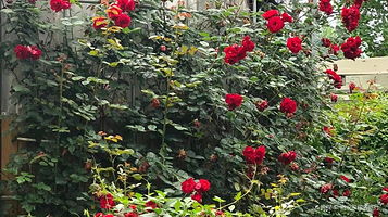 千夫枫月观赏园