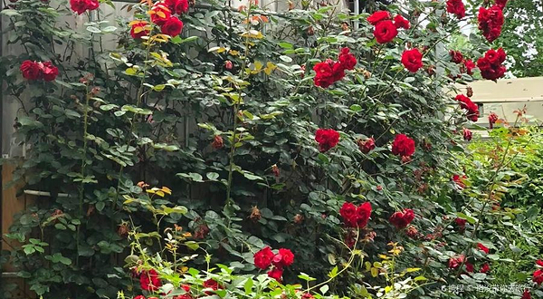 千夫枫月观赏园