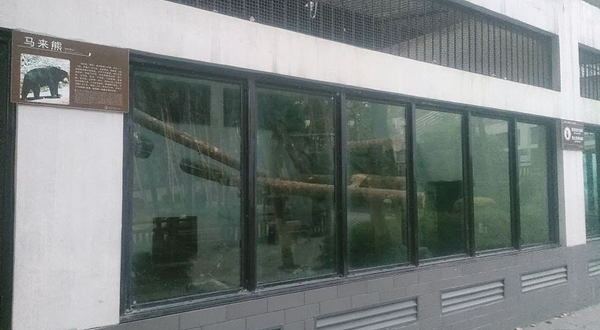 重庆动物园-马来熊