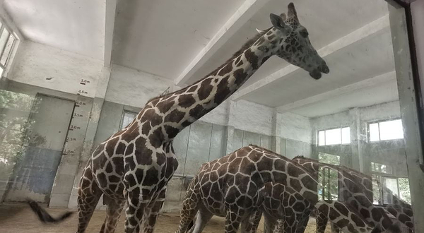 红山森林动物园-长颈鹿馆