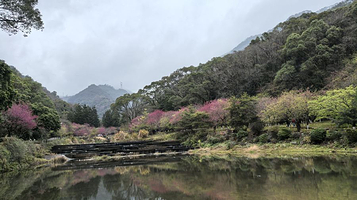 福州国家森林公园-樱花园