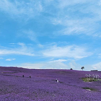 中国凉都星空花海