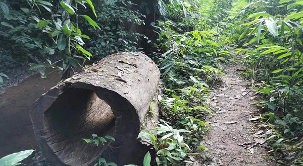 基诺山巴坡村雨林徒步