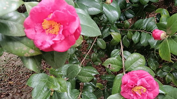 华南国家植物园-山茶园