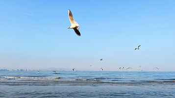 鸽子窝公园-观景大船