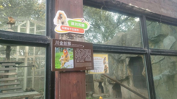 猴馆-川金丝猴
