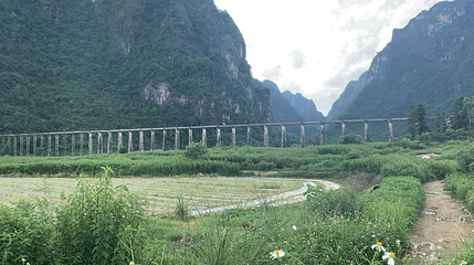 黄茶园第 1 张图片