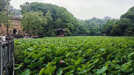 七步荷塘第 1 张图片