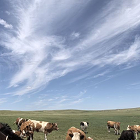 希拉穆仁草原深处