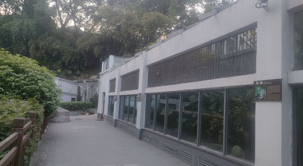 重庆动物园-豹猫