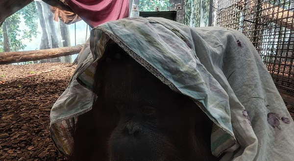 红山森林动物园-猩猩馆