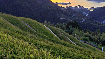 千岛湖长岭梯田