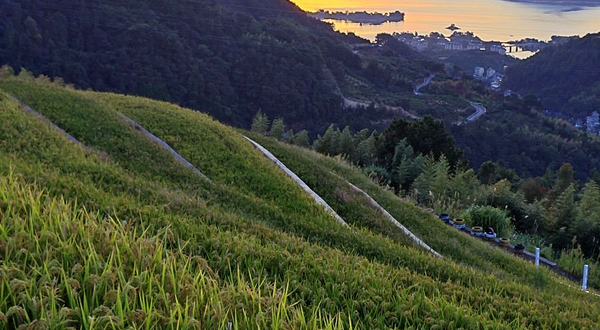 千岛湖长岭梯田