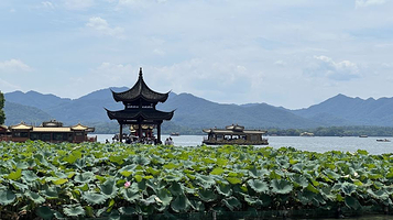 杭州西湖观荷区