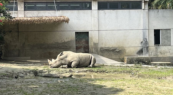 成都动物园-犀牛馆