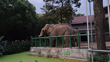 红山动物园大象馆