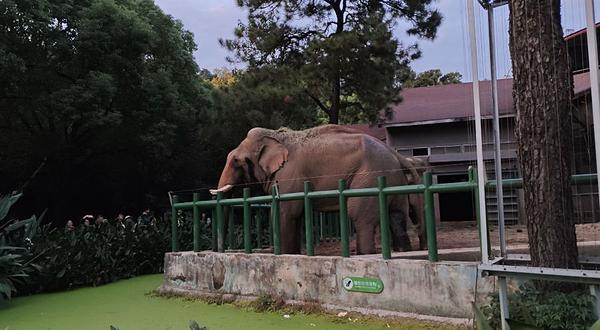 红山动物园大象馆