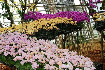 新余今日百花欢乐大世界第 6 张图片