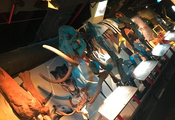 正佳自然科学博物馆第 34 张图片