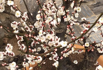 梅花湾第 51 张图片