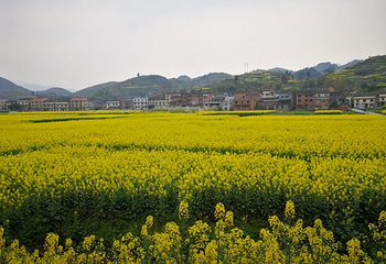 南川北固油菜花基地第 10 张图片