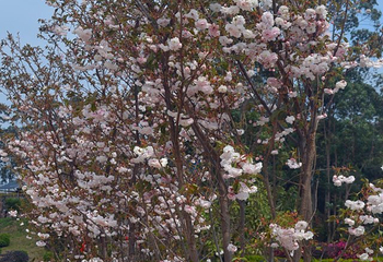花果山开心农场第 6 张图片
