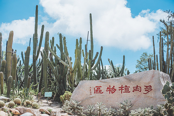 厦门园林植物园第 14 张图片