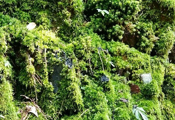 石门冲自然生态景区第 9 张图片