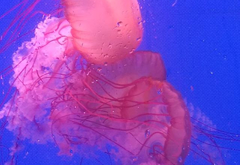 南海洋水母王国第 23 张图片