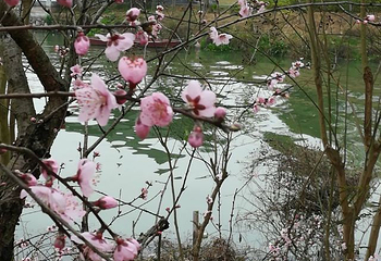 黔阳古城芙蓉楼第 32 张图片