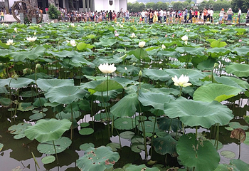 洪湖公园第 23 张图片