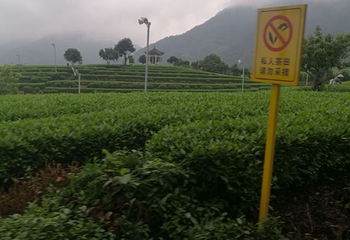 大木山茶园景区第 20 张图片