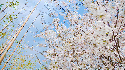 禅意小镇·拈花湾第 41 张图片