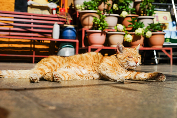 仓姑寺第 20 张图片