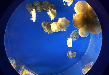 南宁极地海洋世界第 51 张图片